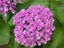 Hydrangea Ayesha Carousel 1