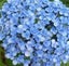 Hydrangea Ayesha Carousel 2
