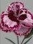 Dianthus Windsor scented double pink and red flowers Carousel 1