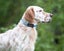 New Pet Dog GPS Tracker on Afterpay Carousel 3