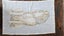 ~" Dog N.Z. Dairy Farm Vintage Tea Towel "~ Carousel 4