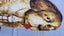 ~" Dog N.Z. Dairy Farm Vintage Tea Towel "~ Carousel 5
