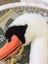 HUGE ** SWAN TROPHY HEAD ** WALL HANGING Carousel 4