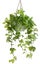 104cm Faux Marble Pothos Bush in Hanging Planter Tabletop and/or Hanging Display Carousel 1