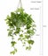 104cm Faux Marble Pothos Bush in Hanging Planter Tabletop and/or Hanging Display Carousel 2