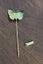 Vintage Gold Tone Butterfly Shaped Stick Pin Carousel 3