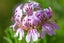 Herb Farm Wild Yam Cream 50ml | HealthPorter NZ Carousel 5
