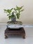 Oak Bonsai Plant 2 Pot Included Carousel 3