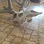 Stag Skull & Antler Carousel 5