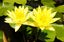 Yellow Water Lily with 50L Pot- Flowering Carousel 1