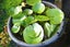 Yellow Water Lily with 50L Pot- Flowering Carousel 2