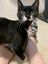 SLINKY - AVAILABLE FOR ADOPTION - PET WHISPERER RESCUE Carousel 3