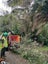 Stump Grinding/Tree Services Auckland Carousel 3