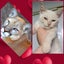 *British and Burmese Not your ordinary kitten* Carousel 8