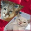 *British and Burmese Not your ordinary kitten* Carousel 9
