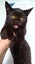 *British and Burmese Not your ordinary kitten* Carousel 13