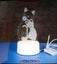 THE CATTAGE - Cute Cozy Hugging Cats Night Light Add A Warm Glow To Any Room USB Carousel 4