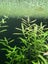 Hygrophila polysperma Carousel 1