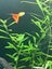 Hygrophila polysperma Carousel 2