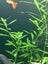 Hygrophila polysperma Carousel 3