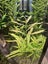 Hygrophila polysperma Carousel 6