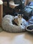 DAHLIA - AVAILABLE FOR ADOPTION - PET WHISPERER RESCUE Carousel 9