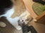 DAHLIA - AVAILABLE FOR ADOPTION - PET WHISPERER RESCUE Carousel 7