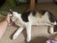 DAHLIA - AVAILABLE FOR ADOPTION - PET WHISPERER RESCUE Carousel 3