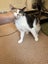 DAHLIA - AVAILABLE FOR ADOPTION - PET WHISPERER RESCUE Carousel 10
