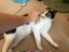 DAHLIA - AVAILABLE FOR ADOPTION - PET WHISPERER RESCUE Carousel 11