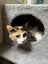DAHLIA - AVAILABLE FOR ADOPTION - PET WHISPERER RESCUE Carousel 6