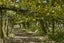 gallery view thumbnail