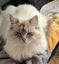 Lost Ragdoll, Putaruru Carousel 1