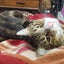 Missing tabby and white cat for 1 year since 5th November 2023 Carousel 3