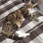 Missing tabby and white cat for 1 year since 5th November 2023 Carousel 4