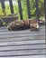 Missing tabby and white cat for 1 year since 5th November 2023 Carousel 5