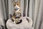 Missing tabby and white cat for 1 year since 5th November 2023 Carousel 6
