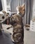 Missing tabby and white cat for 1 year since 5th November 2023 Carousel 8