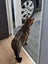Missing tabby and white cat for 1 year since 5th November 2023 Carousel 9