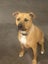 Auckland Puppy Rescue - BOUNTY Carousel 3