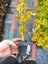 Buxus Sempervirens 50 plants Carousel 2