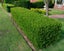 Buxus Sempervirens 50 plants Carousel 1