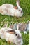 Excellent rabbit mother and babies Carousel 4