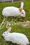 Excellent rabbit mother and babies Carousel 6