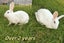 Excellent rabbit mother and babies Carousel 7