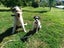 Stacy Rescue Dog - CDRRNZ Carousel 4
