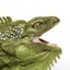 Safari Ltd Iguana Carousel 2