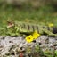 Safari Ltd Iguana Carousel 4