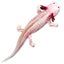 Safari Ltd Axolotl Toy Figure Carousel 3