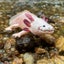 Safari Ltd Axolotl Toy Figure Carousel 6